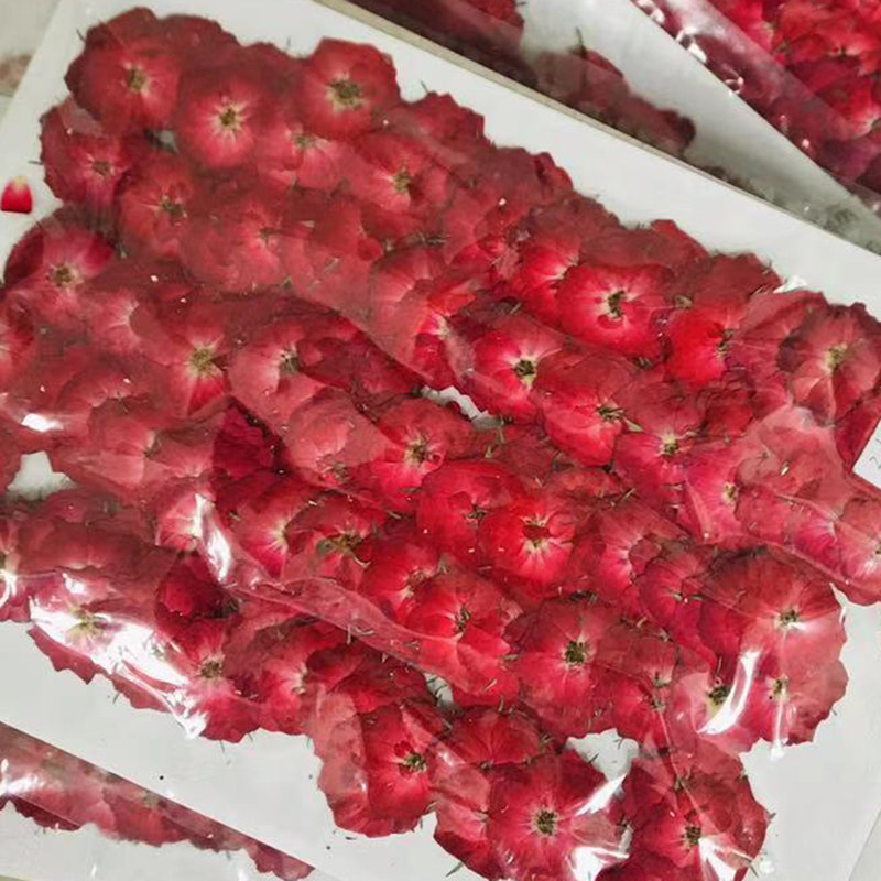 Red rose begonia flower pressed flower specimen drying flower bag student handmade material diy table lamp group fan bookmark material