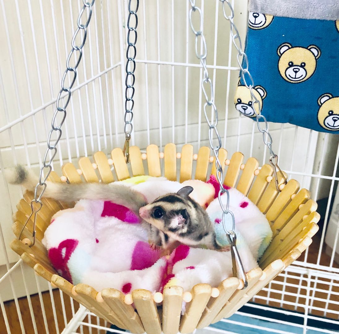 Honey Bag in Summer Cool and Golden Silk Bear Squirrels Holland Pig