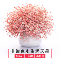 Gypsophila dried flowers real flowers natural decoration ornaments Net red ins big bunch bedroom living room decoration with vase
