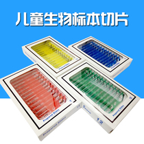 Children student microscope magnifying glass biological animal plant insect specimen plastic slice 1 Box 12 piece set