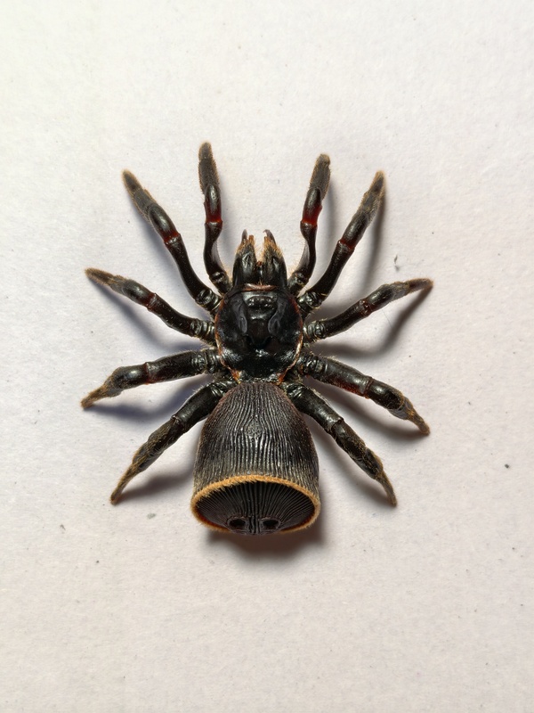 Widening Horizons June New Product - Lepidopodaspis (Money Valve) Fridge Magnet Beetle Model in Stock! Widening Horizons June New Product - Lepidopodaspis (Money Valve) Fridge Magnet Beetle Model in Stock!