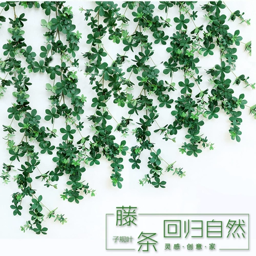 谫 谫 锸 锸 管 管 管 管 管 抡 抡 抡 抡 抡 笆 笆 偬趼 偬趼 偬趼     Висящая орхидея зеленая