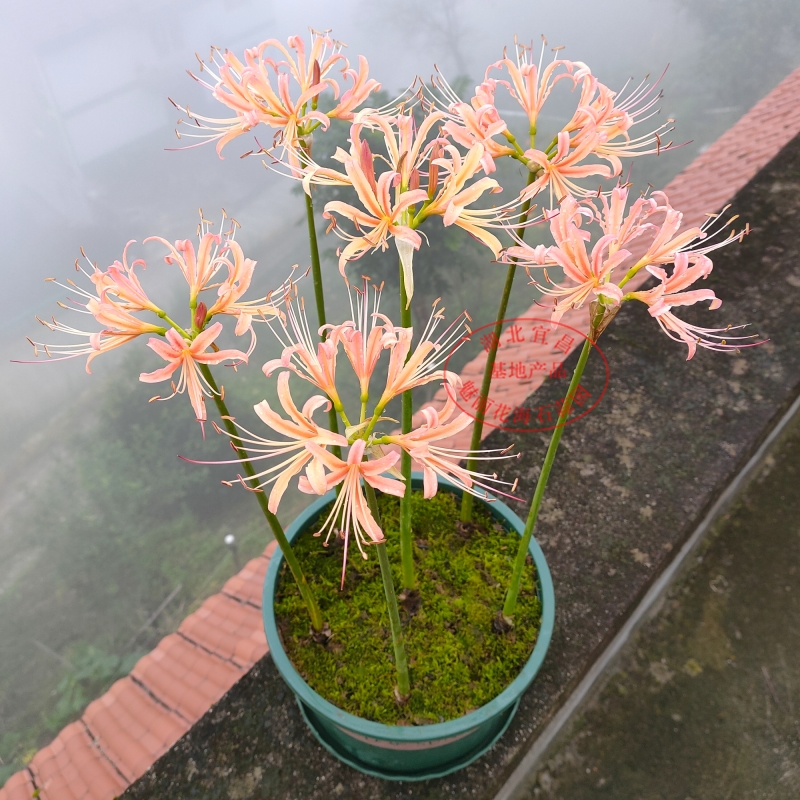 Pink peach blossom lycoris, the other shore flower bulb, lycoris flower, manzhushahua potted plant indoor four seasons planting flowers