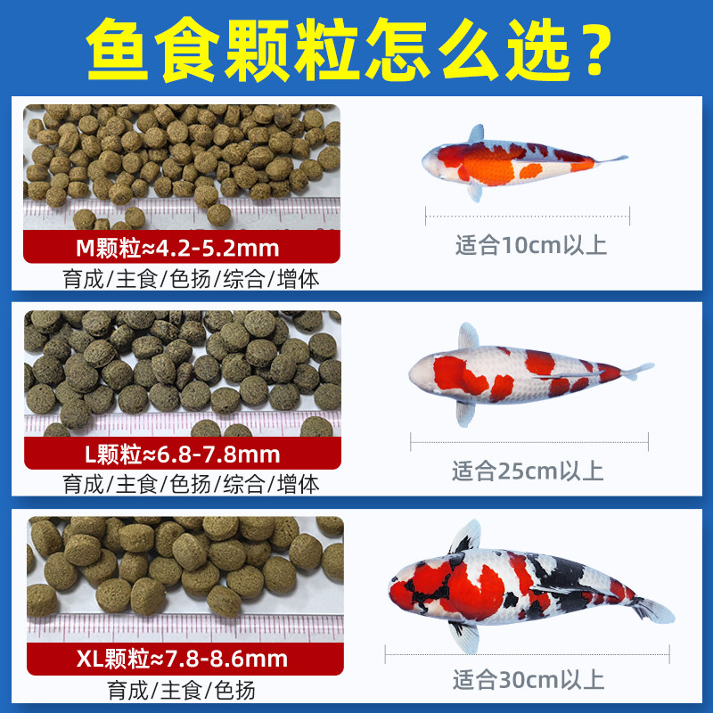 锦鱼怎么养才能长得又大又漂亮?🐟锦鲤的秘密武器是什么?-生活-淘宝百科网