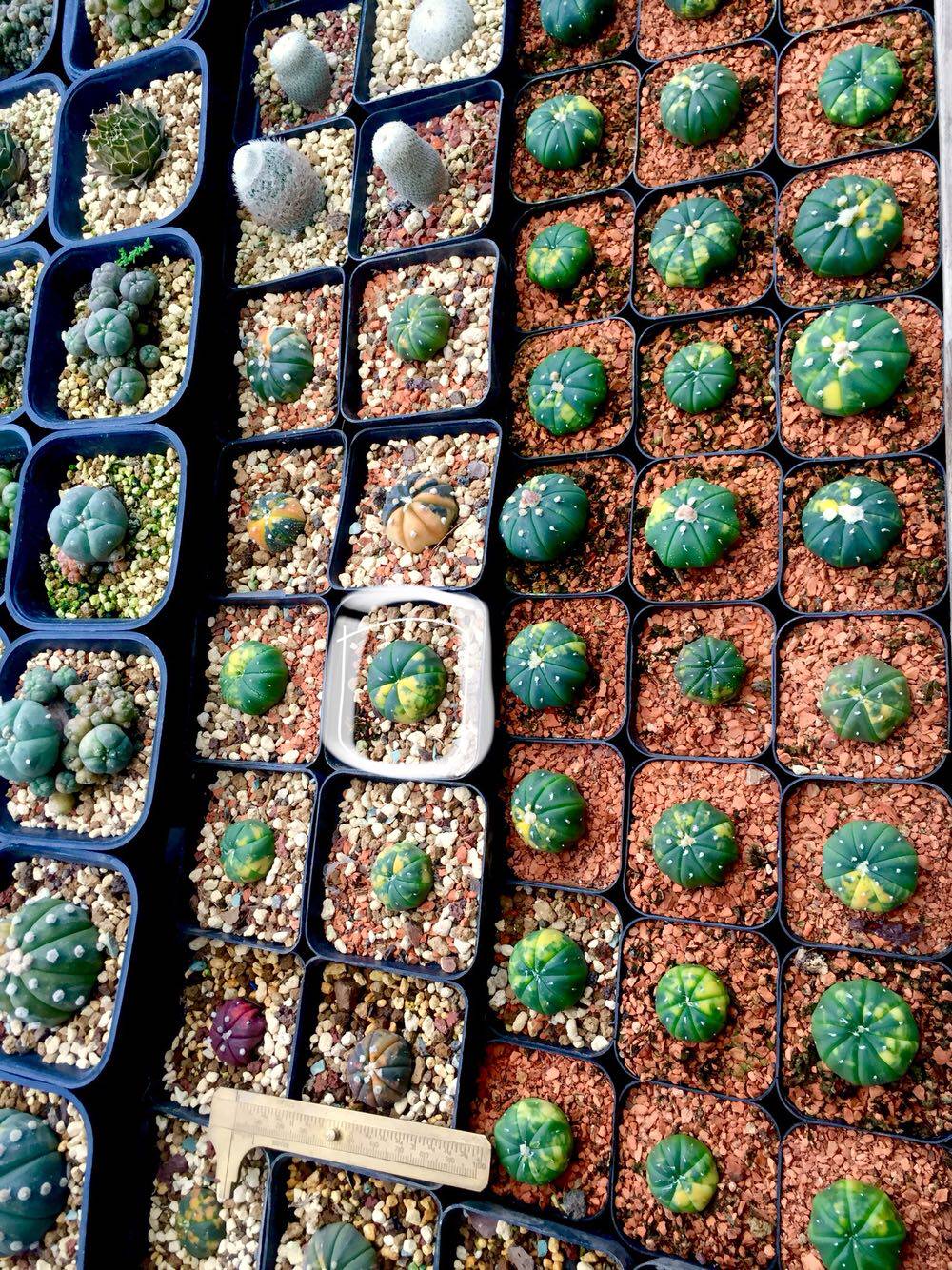 The stars are really alive