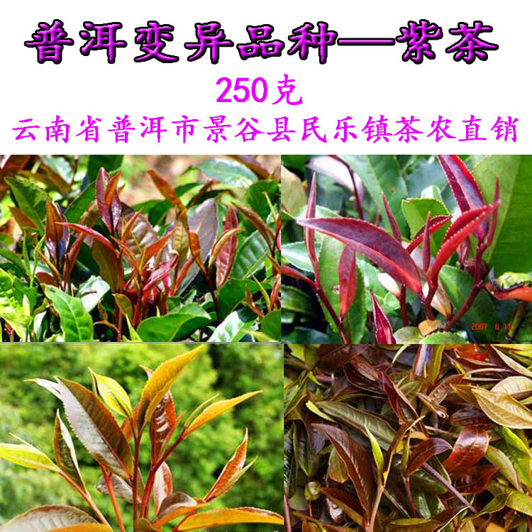 Yunnan Pu'er Purple Bud Tea Raw Tea Loose Tea Purple Tea Spring Tea 250 gr 2020 Chuntea Origin Tea Farmers Direct Sale