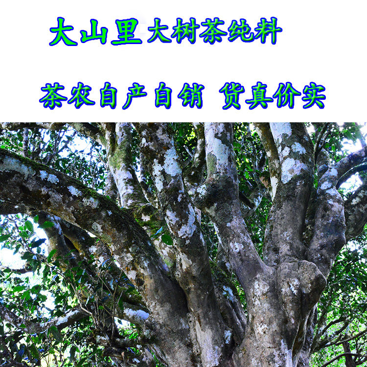 Yunnan Pu'er Tea Loose Tea Raw Tea 2019 Spring Trees Tea Scenery Valley Ancient Trees Tea Old Tree Tea 250 gr Farmhouse Tea