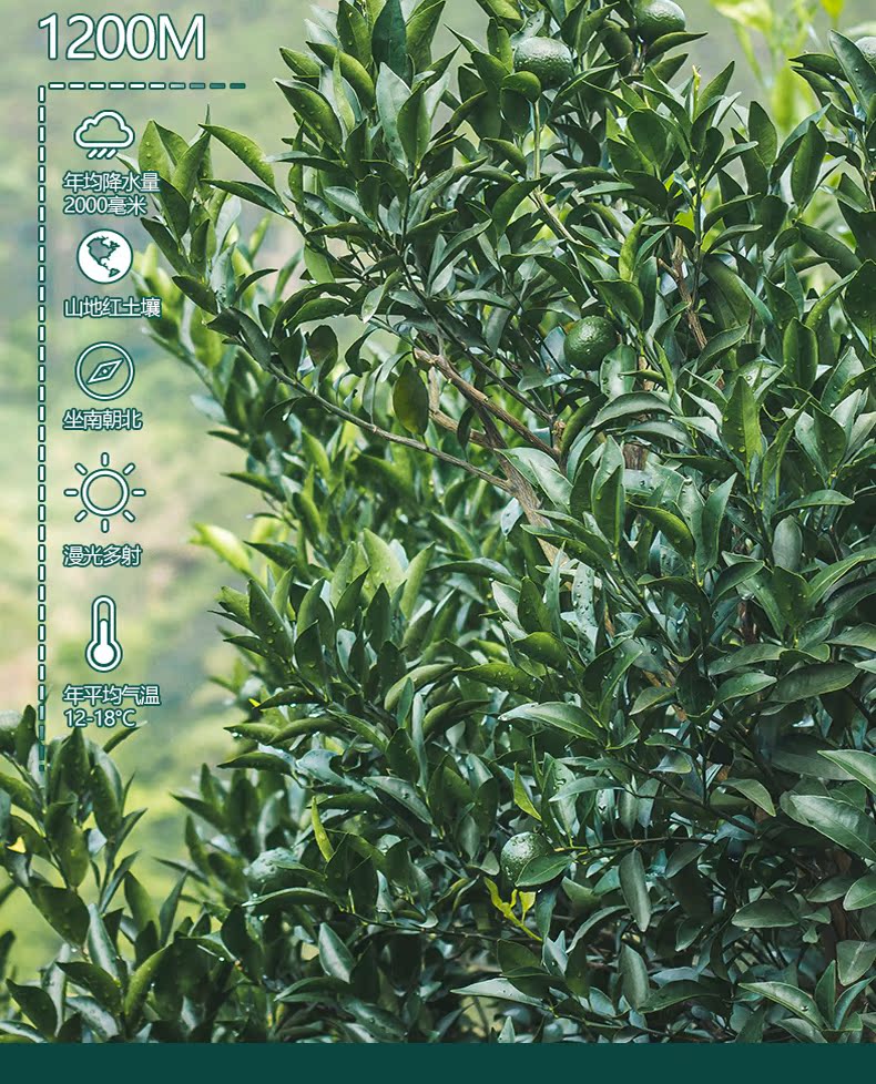 福鲜德 生晒新会青柑+陈年宫廷熟洱 6粒 图4