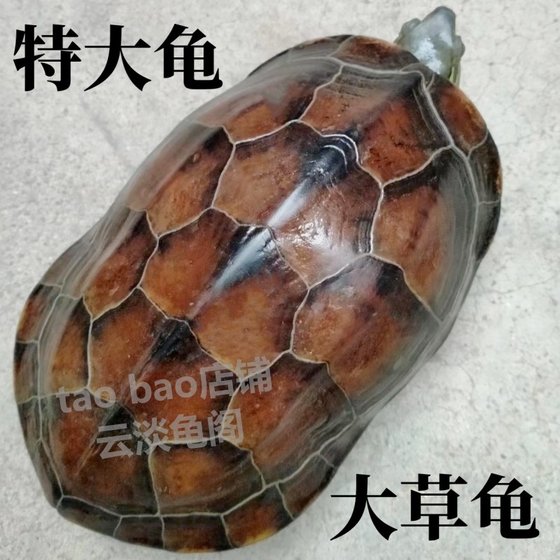 草龟乌龟活物外塘中华龟宠物活体风水龟花杂草龟水龟网红大龟情侣，你家的新宠儿来啦！💖-龟-淘宝好物网