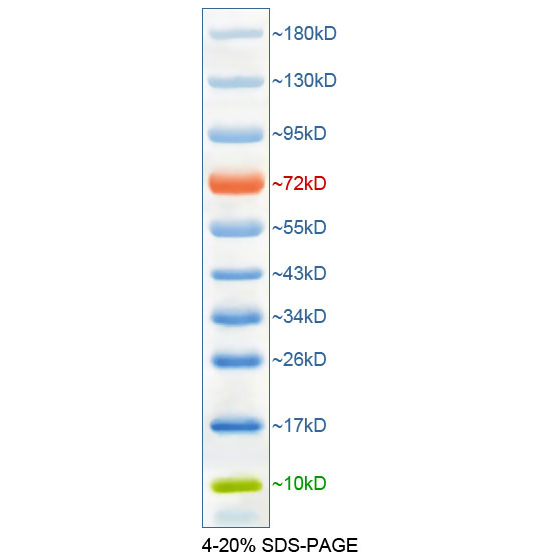 Colorful Pre-Stained Protein Molecular Weight Standards (10-180Kd) P0068 P0069 Protein Markers Colorful Pre-Stained Protein Molecular Weight Standards (10-180Kd) P0068 P0069 Protein Markers