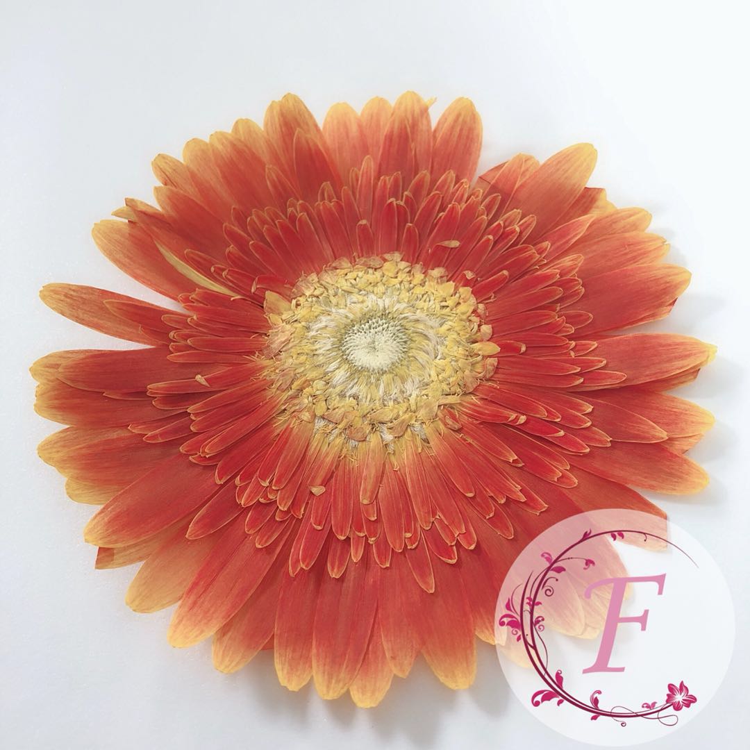 Gerbera flower Embossed Gerbera flower flower flower flower art embossed flowers