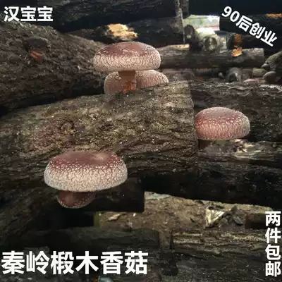 Shiitake mushroom wild basswood mushroom farm home-produced household mushroom dry goods win Gutian Qingyuan mushroom two pieces