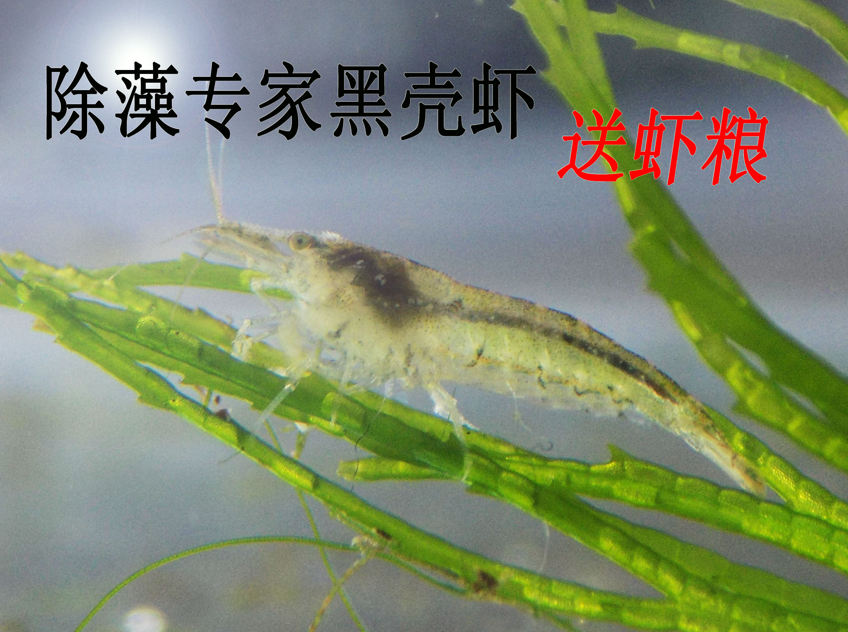 吃褐藻的虾,大眼贼虾吃褐藻吗,马来螺吃褐藻吗_大山谷图库