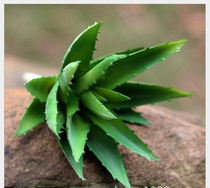 Simulation of succulent plant Aloe Vera fleshy aloe size beauty aloe plant wall engineering multi-meaty Green