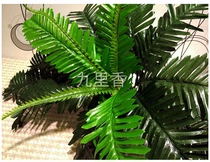Simulation plant iron leaves Persian grass Fern ornamental plant living room decoration iron tree green fern grass