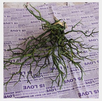 Extra large dry branches bifurcated dried branches European high-grade simulation flower set simulation plant simulation flower