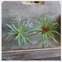 Meat mini pineapple grass high-grade simulation flower fake flower micro landscape multi-meat simulation plant moss lawn plant