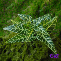 Simulation Taro Plant Simulation Flower Artificial Fake Flower Simulation Flower Simulation Leaf Simulation Plant Zebra Leaf