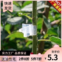 Jinnong soft does not hurt seedlings Vegetable plant nursery grafting clip special clip Watermelon cucumber plastic crab claw orchid