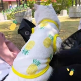 Домашние щенки и кошки в летнем солнце защита от солнца и выпадение волос.