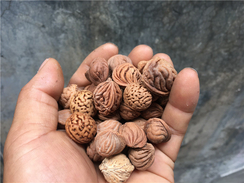 Qinling Wild Peach Nuclear Dragon Tattooing Peach Huchin Miaozi Pillow Material Peach Nuclear Kernel Medicinal Material Raw Material