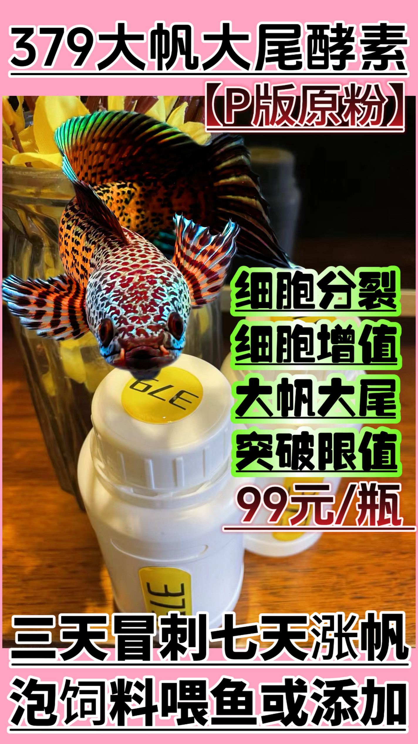 巴卡雷龙鱼价钱大揭秘！养它真的值吗？