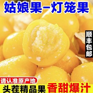 [正宗东北姑娘果新鲜灯笼果当季孕妇水果现摘特产黄菇娘果姑鸟大果]