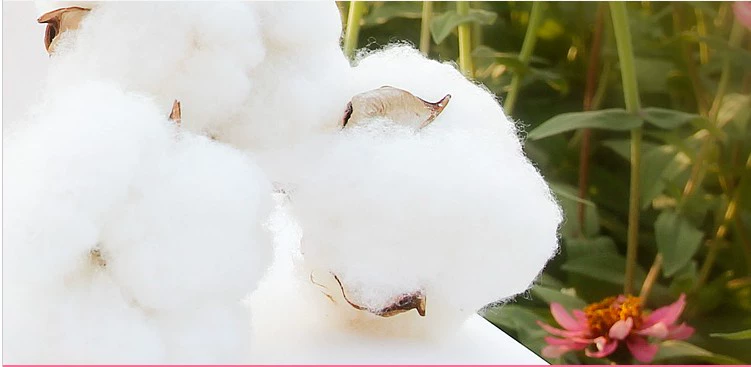 Quần lót nữ bằng vải cotton cotton waist eo vừa và thấp size cotton lớn màu trắng và đen đơn giản