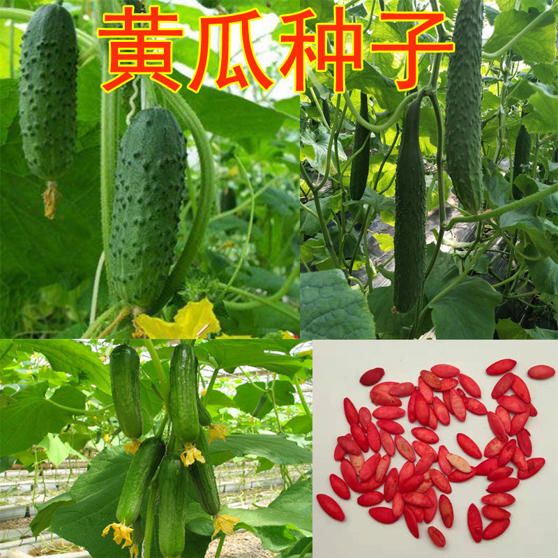 Cucumber Seed 4 cucumber Tangshan fruit cucumber fruit cucumber vegetable garden balcony potted field