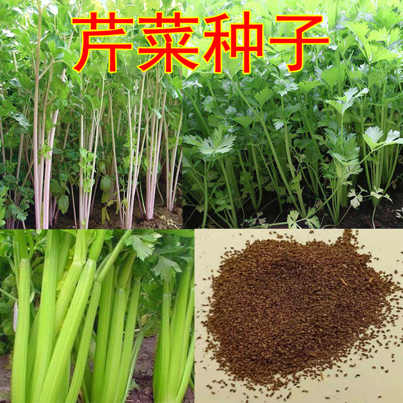 Celery Seed Purple Jade Purple Coat carcress Seasons Small Parsley Seed West Celery Seeds Vegetable Patio Courtyard Balcony Potted