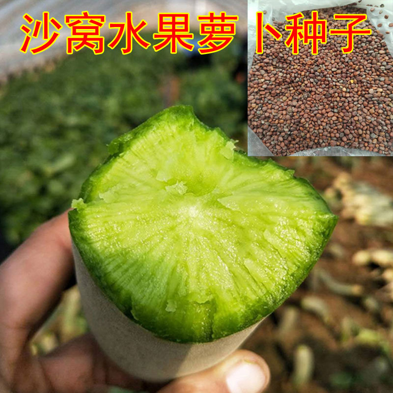 Tianjin Sand Nest Fruits Luo Turnip Seeds Seeds Seed Seeds Seed Shandong Weifang Sweet and Sweet Seeds Seed Varieties of the Four Seasons