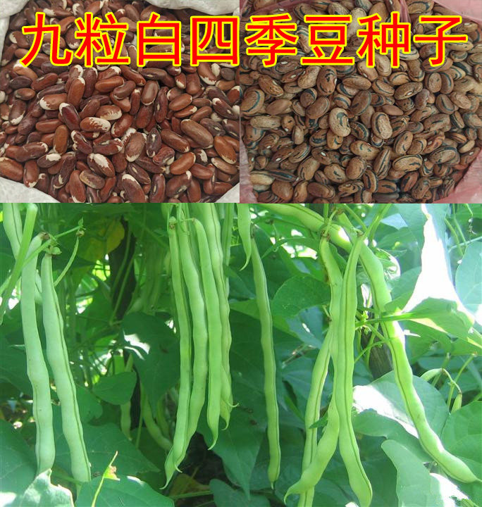 String bean seeds pick undefeated nine white string beans rapeseed seeds vegetable seeds garden balcony potted field