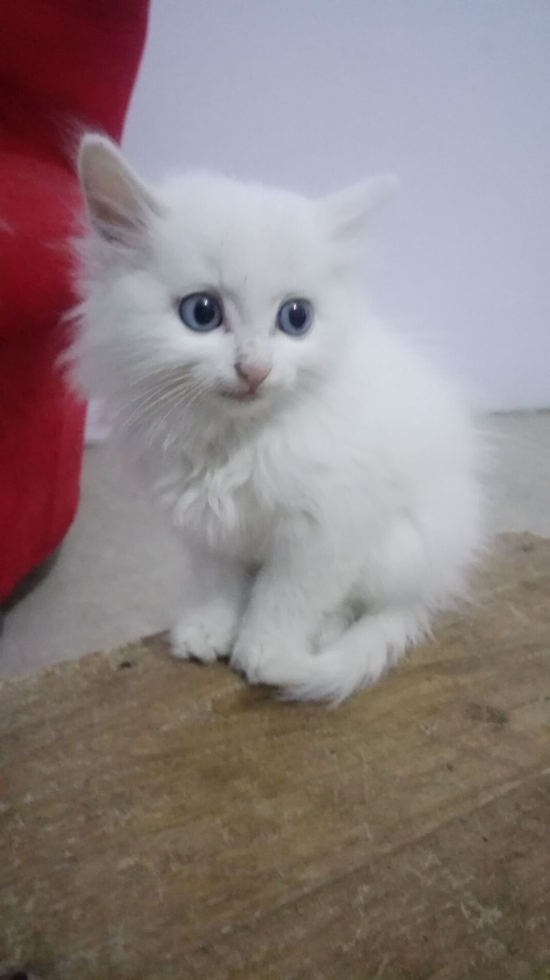 Live Pet Cat Pure White Eyes Double Blue Eyed Cat Long