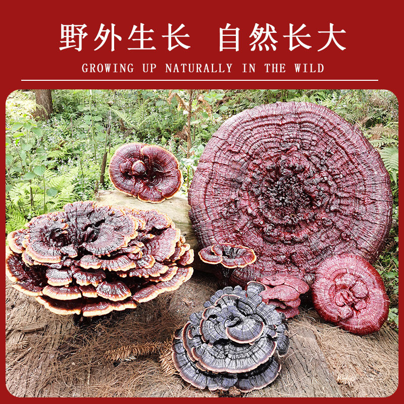 30-50cm大黑花灵芝盆景,适合哪些场合?🌿深度解析-整枝灵芝-淘宝好物网