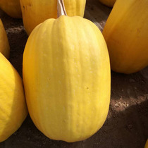 Shanghai Chongming specialty 2024 self-grown golden melon fresh vegetables golden stir-fried melon cold and delicious