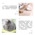 Mèo Wei Shi với hợp chất vitamin mèo amin mèo mèo lysine mèo amoniac bột 藓 vitamin b dinh dưỡng - Cat / Dog Health bổ sung Cat / Dog Health bổ sung