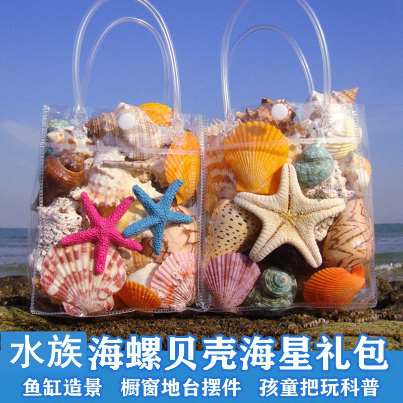 Natural conch shell shell starfish coral fish tank aquarium aquarium ornaments floor sill window children play small gifts