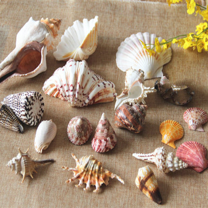 Natural Sea Snail Shells Coral Aquarium Fish Tank Creations Decoration Suit Mediterranean Handicraft Creative Drifting Bottle-Taobao
