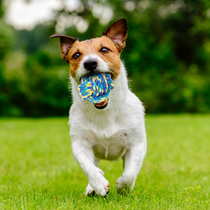 Solid bite-resistant ball dog toy teddy kirky dog grinding teeth small and medium dog toy cotton ball safe and non-toxic