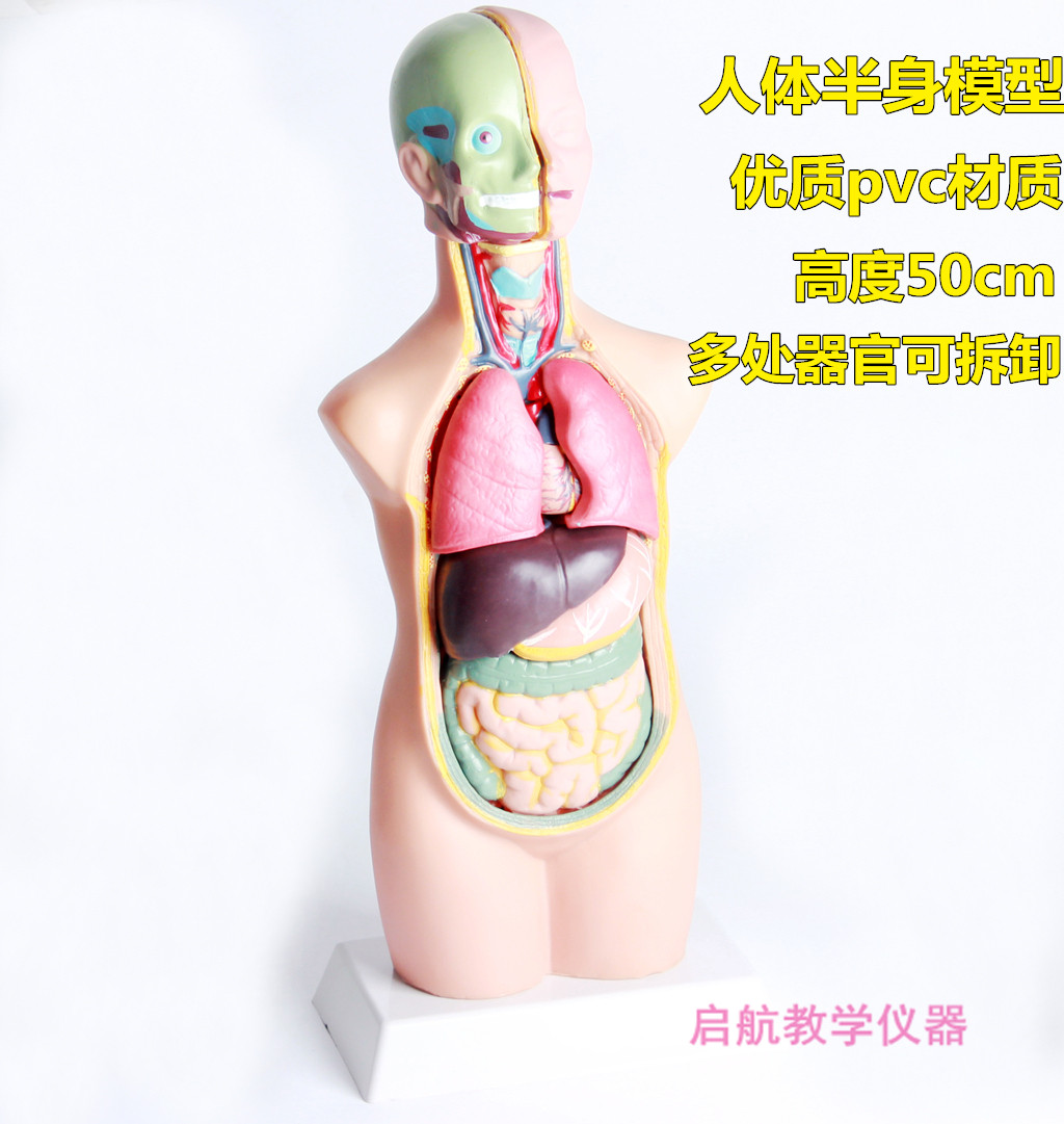 人体半身模型幼儿园科学探究设备儿童科学教具科学探实验仪器设备