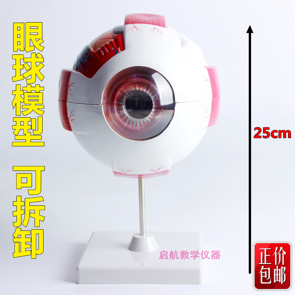 眼球模型可拆卸 眼球解剖放大模型 6倍眼睛构造模型眼科眼眶