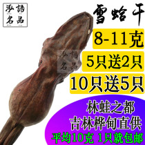 Snow clam dried snow Ha whole authentic Changbai Mountain dry goods toad oil-footed dry forest frog dried branch 10g