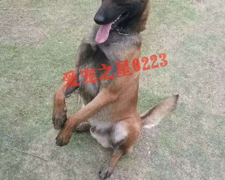 Chó huấn luyện hạt lớn thức ăn cho chó đặc biệt Phần thưởng 2,5kg đồ ăn nhẹ Chó Gree Huibite thành loại chung 5 kg - Chó Staples thức ăn cho chó smartheart