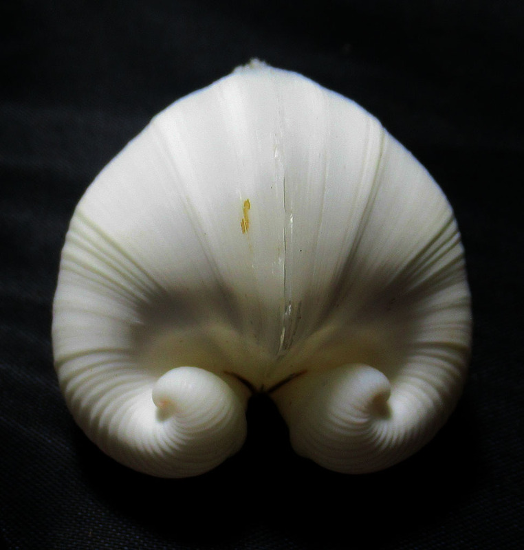 Sheep Horn Clam Glossus Moltkiana Spengler.1783 Large Specimen! Sheep Horn Clam Glossus Moltkiana Spengler.1783 Large Specimen!