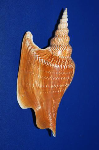 Mirabilistrombus Listeri (Gray, 1852) Golden Ax Phoenix Snail Mirabilistrombus Listeri (Gray, 1852) Golden Ax Phoenix Snail