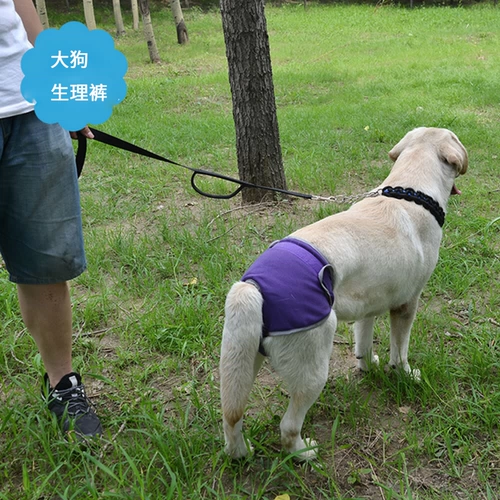 Физиологические штаны для собак золотые брюки мао юэ мужские брюки собака собака собака собака собака Большая собака Педант Большая собака Корки