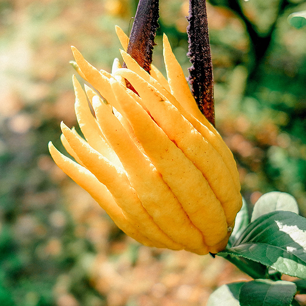 Buddha's Silk Tea Golden Waterhouse produces natural citrus fruit tea box 30g canned bubble water
