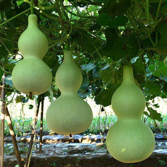 Extra-large gourd seeds, giant extra-large eight-treasure gourd seeds, hand-twisted small gourd seeds, courtyard cultural toys and ornaments