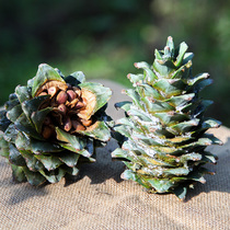 Xiwei Liaoning fresh red pine cone 4 Northeast red pine nuts new pine cone fresh pine cones pine nuts