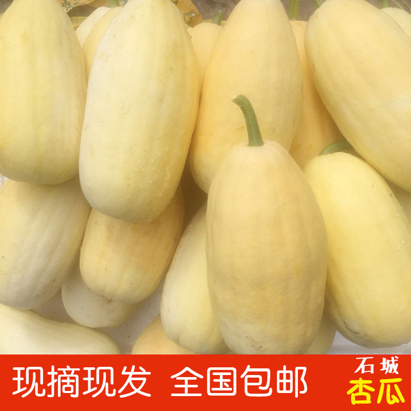 Jiangxi Gannan Shicheng apricot melon fresh freshly picked farm self-grown yellow skin bamboo shoots melon green seasonal vegetables 5 pounds